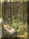 Fort de Fontainebleau, juin 2000