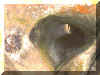 Fort de Fontainebleau, juin 2000